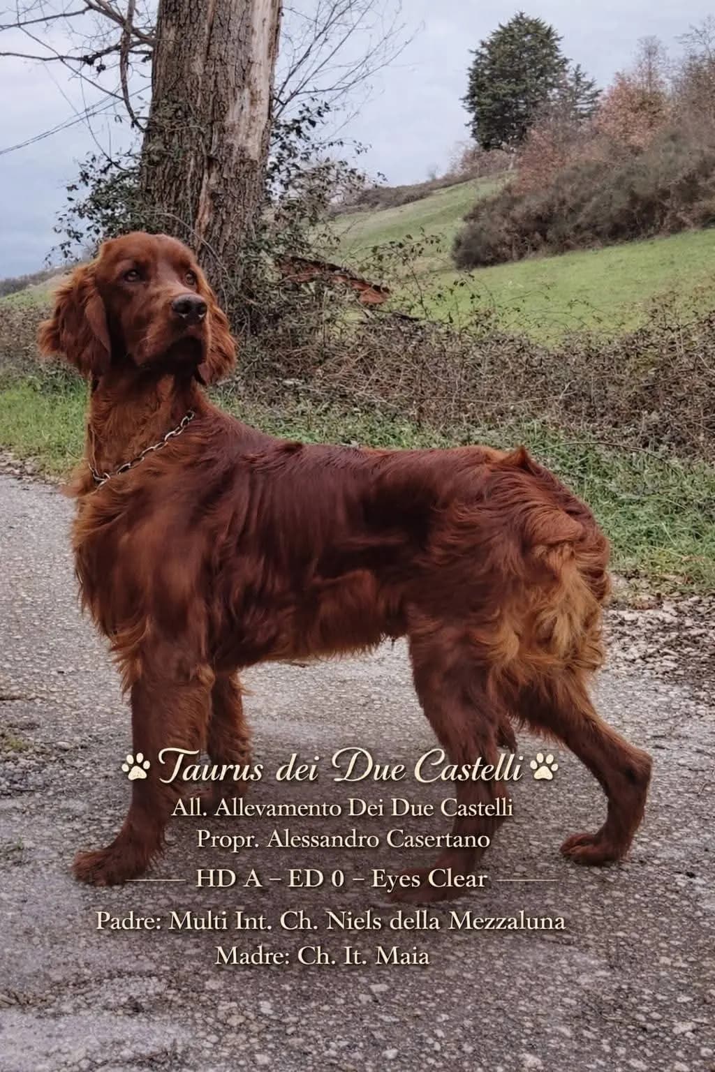 Taurus dei Due Castelli, Setter Irlandese Rosso